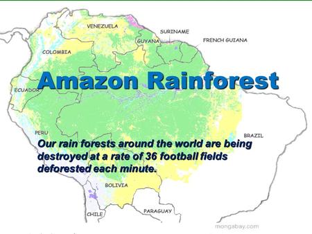 Amazon Rainforest Our rain forests around the world are being destroyed at a rate of 36 football fields deforested each minute.