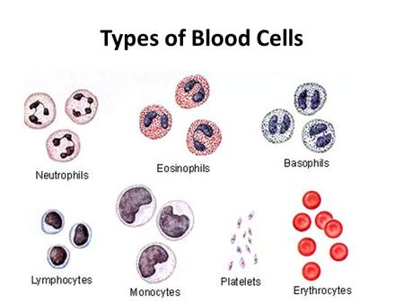 Types of Blood Cells. Sketch & Name the Blood Cells! #1.