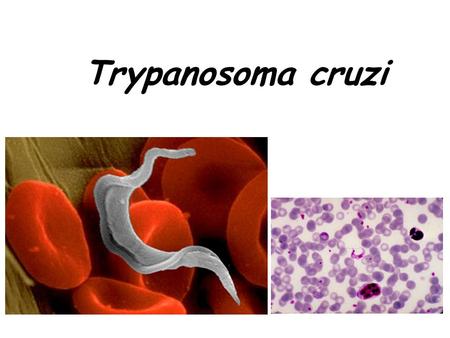 Trypanosoma cruzi. Endemic to Mexico, South America and Central America, infecting 8-11 million people there It is associated with poverty and poor housing.