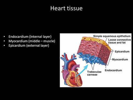 Heart tissue Endocardium (internal layer) Myocardium (middle – muscle)