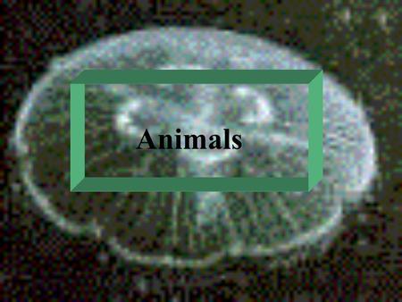 Animals Basic reference: Chapters 32 - 35 Taxonomy: Kingdom Animalia contains well over 30 phyla basic categories: invertebrates - animals without a.