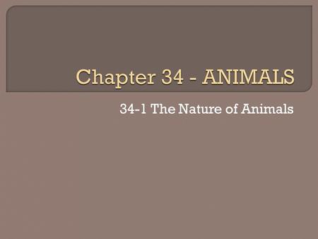 34-1 The Nature of Animals. Vertebrate An animal with a backbone Invertebrate An animal without a backbone.