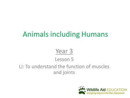 Animals including Humans Year 3 Lesson 5 LI: To understand the function of muscles and joints.