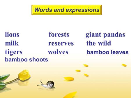 Lions forests giant pandas milk reserves the wild tigers wolves bamboo leaves bamboo shoots Words and expressions.