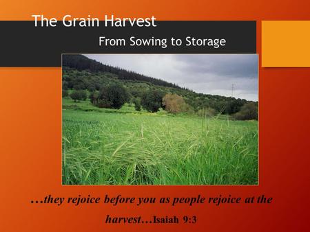 The Grain Harvest From Sowing to Storage … they rejoice before you as people rejoice at the harvest… Isaiah 9:3.