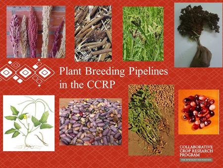Plant Breeding Pipelines in the CCRP. Crucifers: Broccoli Brussels sprouts Cabbage Cauliflower Chinese cabbage Collards Kale Mustard Radish Rutabaga Turnip.