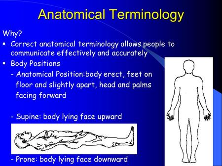 Anatomical Terminology Why?  Correct anatomical terminology allows people to communicate effectively and accurately  Body Positions - Anatomical Position:body.