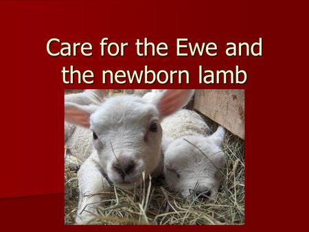 Care for the Ewe and the newborn lamb