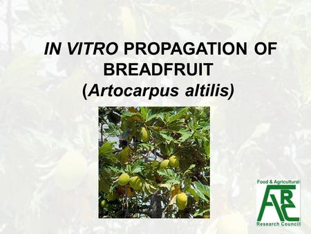 IN VITRO PROPAGATION OF BREADFRUIT (Artocarpus altilis)