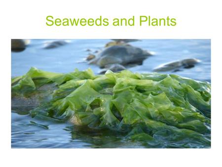 Seaweeds and Plants.