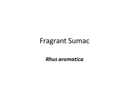 Fragrant Sumac Rhus aromatica. Fragrant Sumac Classification Fragrant Sumac Rhus aromatica KingdomPlantaePlants SubkingdomTracheobiontaVascular SuperdivisionSpermatophytaSeed.