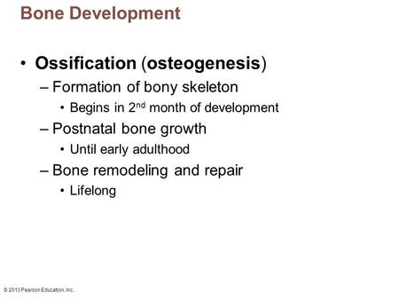 © 2013 Pearson Education, Inc. Bone Development Ossification (osteogenesis) –Formation of bony skeleton Begins in 2 nd month of development –Postnatal.