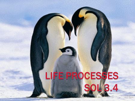 Life Processes SOL 3.4.
