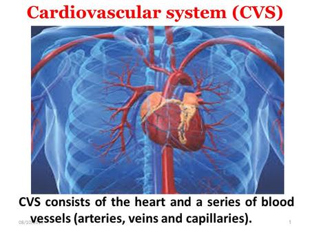 08/10/20151 Cardiovascular system (CVS) CVS consists of the heart and a series of blood vessels (arteries, veins and capillaries).