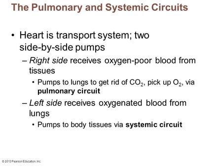 The Pulmonary and Systemic Circuits