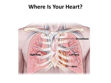 Where Is Your Heart?. Circulation of blood Pulmonary circulation - Blood from heart to lungs and back again Systemic circulation – blood from heart to.
