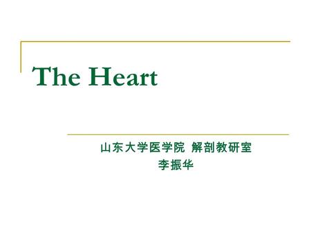 The Heart 山东大学医学院 解剖教研室 李振华. Position Lies within the pericardium in middle mediastinum Behind the body of sternum and coastal cartilages 2 to 6 In front.