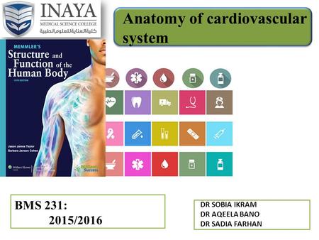 Anatomy of cardiovascular system