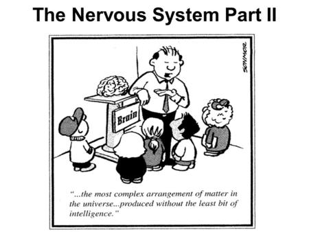 The Nervous System Part II. Objectives: Describe and recognize nervous system structures in other organisms Understand and explain the structures and.