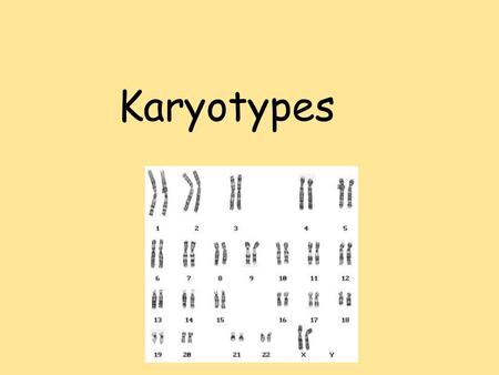 Karyotypes. I. What is a Karyotype? Karyotype = a test to identify and evaluate the size, shape, and number of chromosomes in a sample of body cells.