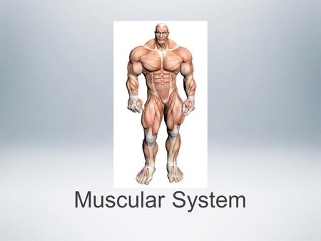 Muscular System. Muscle tissue has one essential function -- Contraction As a result, muscles are responsible for nearly all of the body’s movement and.