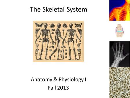 The Skeletal System Anatomy & Physiology I Fall 2013.