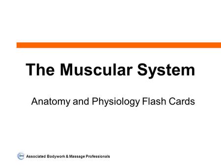 Associated Bodywork & Massage Professionals The Muscular System Anatomy and Physiology Flash Cards.