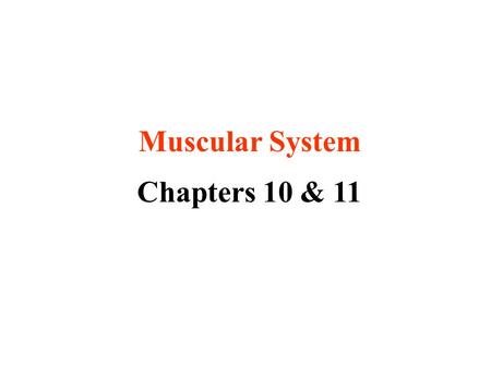Muscular System Chapters 10 & 11. Did you know? more than 50% of body weight is muscle ~ 650 muscles in the human body (we will memorize 53)