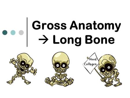Gross Anatomy  Long Bone. Basic Structure Superior view  Transverse section, diaphysis of an immature long bone.