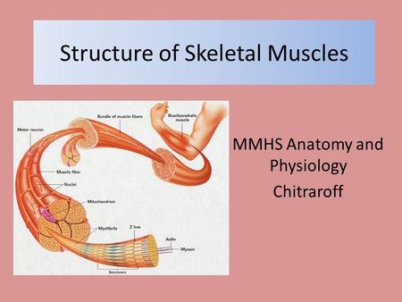 Structure of Skeletal Muscles MMHS Anatomy and Physiology Chitraroff.