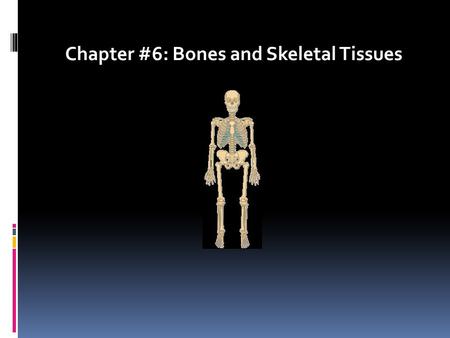 Chapter #6: Bones and Skeletal Tissues. Skeletal Cartilages  Found in adults where flexible skeletal tissue is needed  Contains no blood vessels or.