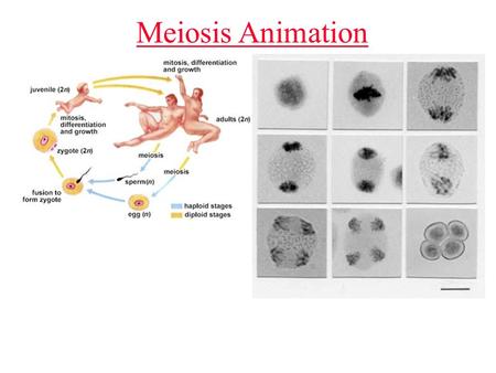 Meiosis Animation. Meiosis A second type of cell division designed to make haploid cells called gametes Gametes include sperm and egg Meiosis occurs in.