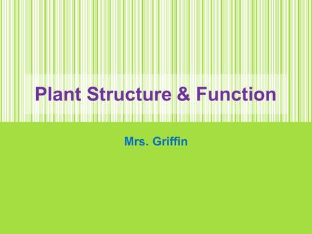 Plant Structure & Function Mrs. Griffin. Photosynthesis Review Cross Section of Leaf.