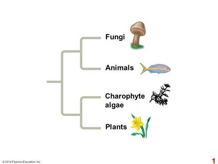 © 2014 Pearson Education, Inc. Charophyte algae Fungi Animals Plants 1.