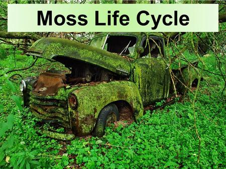 Moss Life Cycle Alternation of generations Zygote created from egg & sperm.