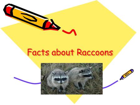Facts about Raccoons. Raccoons Raccoons in the City.