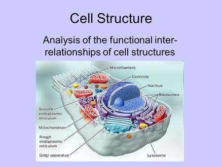 Cell Structure Analysis of the functional inter- relationships of cell structures.