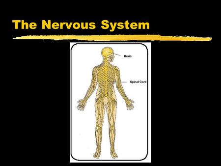 The Nervous System.  ussystem/