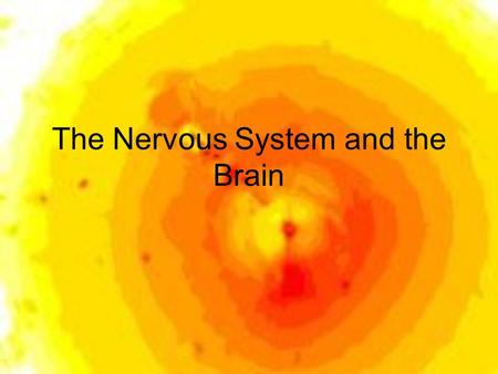 The Nervous System and the Brain