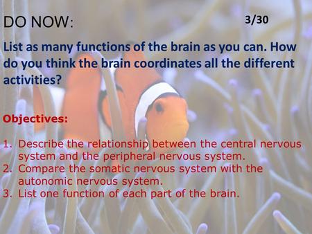 DO NOW : List as many functions of the brain as you can. How do you think the brain coordinates all the different activities? Objectives: 1.Describe the.