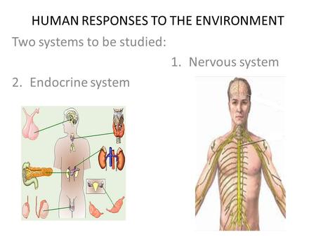 HUMAN RESPONSES TO THE ENVIRONMENT Two systems to be studied: 1.Nervous system 2.Endocrine system.