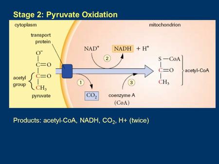 Stage 2: Pyruvate Oxidation Products: acetyl-CoA, NADH, CO 2, H+ (twice) mnm.