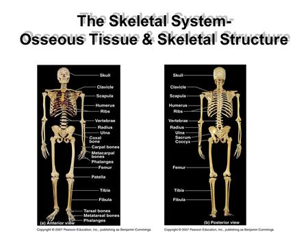 The Skeletal System- Osseous Tissue & Skeletal Structure