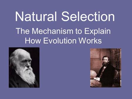 Natural Selection The Mechanism to Explain How Evolution Works.