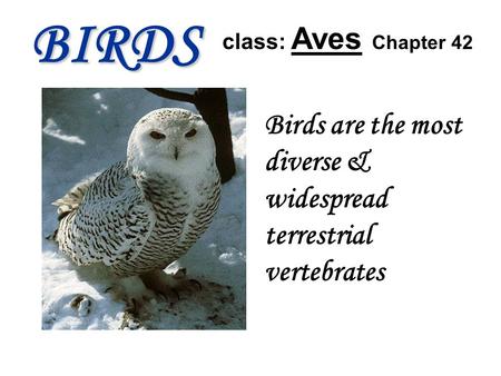 BIRDS class: Aves Chapter 42 Birds are the most diverse & widespread terrestrial vertebrates.