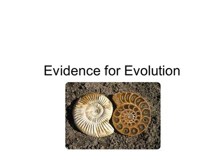 Evidence for Evolution. Fossils Pentadactyl limb Embryology Biochemistry Classification.
