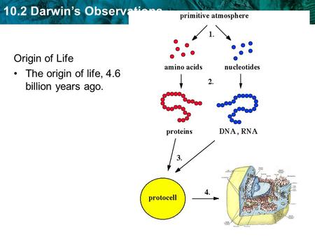 Origin of Life The origin of life, 4.6 billion years ago.