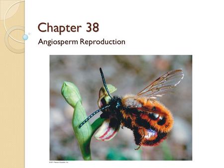 Chapter 38 Angiosperm Reproduction. Angiosperms have 3 unique eatures: Angiosperms have 3 unique Features: 1. F 1. Flowers 2. F 2. Fruits F 3. Double.