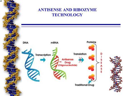 Anti-mRNA Strategies What is the antisense oligonucleotides? - Synthetic genetic material. - Interacts with natural genetic material (DNA or RNA) prevent.