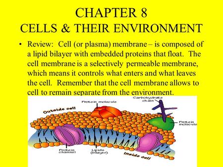 CHAPTER 8 CELLS & THEIR ENVIRONMENT